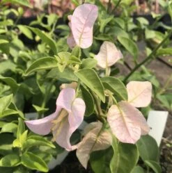 Yuyu Light Blue Bougainvillea Plant