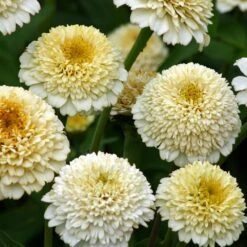 Zinderella White Zinnia