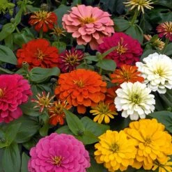 Magellan Mix Zinnia