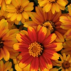 Zahara Sunburst Zinnia