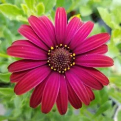 Zion™ Red Osteospermum Plant